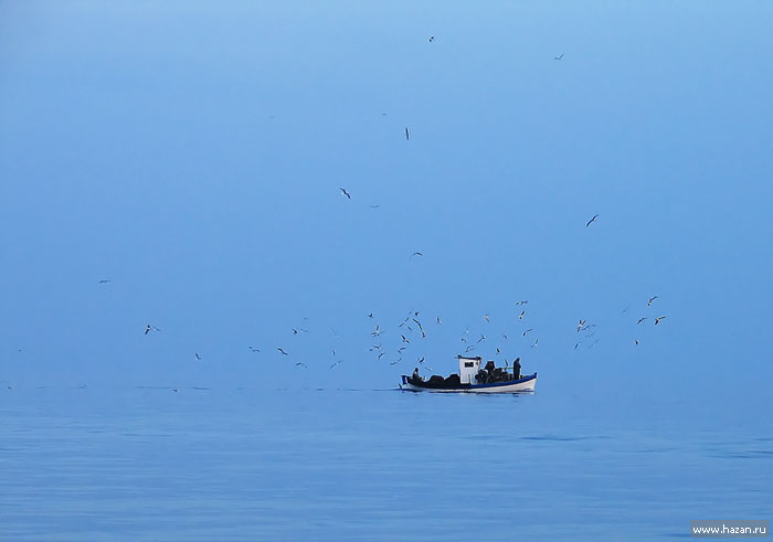 Чайки охотятся за требухой с рыбацкой лодки