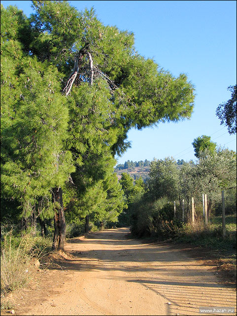 дороги на Пилионе меж сосновых и оливковых рощ