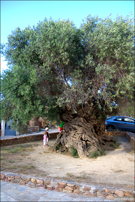 самое старое дерево в мире - олива возрастом 3000 лет